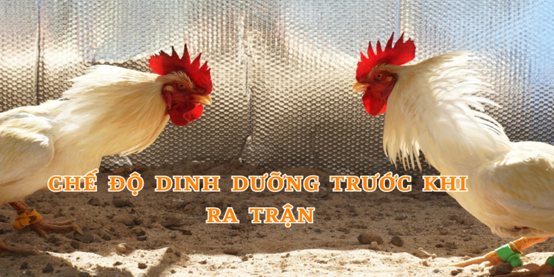 Chế độ ăn uống đóng vai trò quan trọng trong quá trình nuôi kê