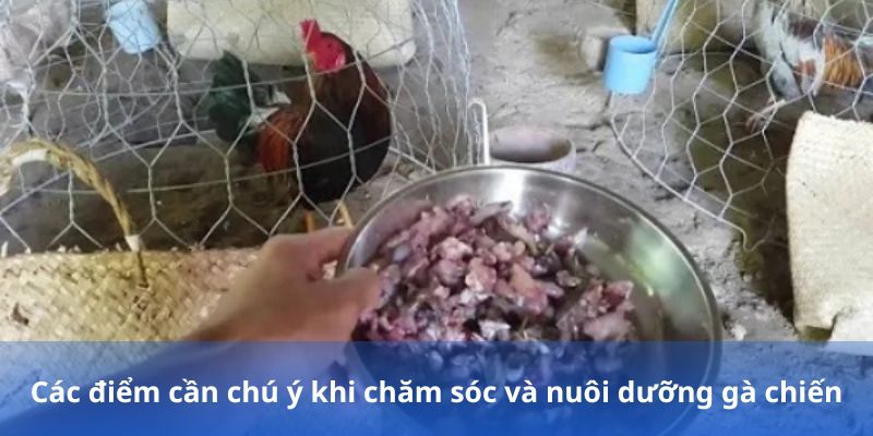 chú ý các thức ăn cho gà đá