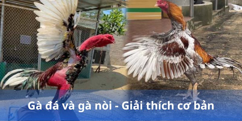 các thức ăn cho gà đá giải thích