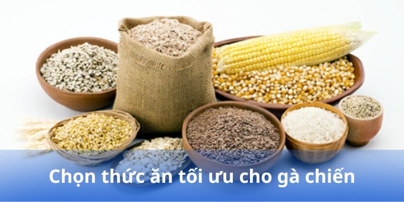 tối ưu các thức ăn cho gà đá