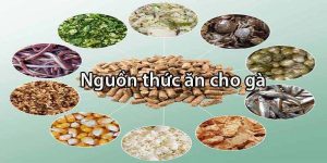 Chế độ dinh dưỡng cho gà chọi