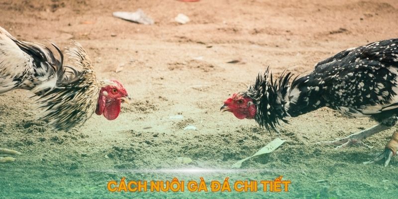 Chi tiết kinh nghiệm nuôi gà đá chi tiết