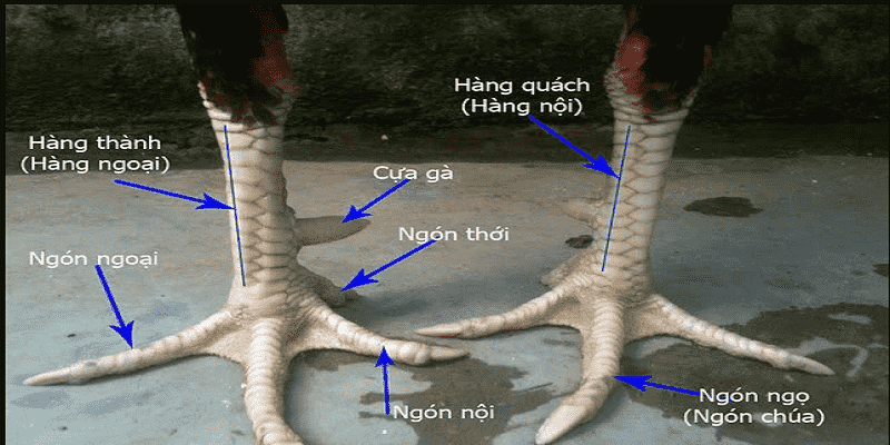 Chi tiết xem chân gà đá cựa sắt chi tiết