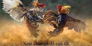 Xem chân gà đá cựa sắt